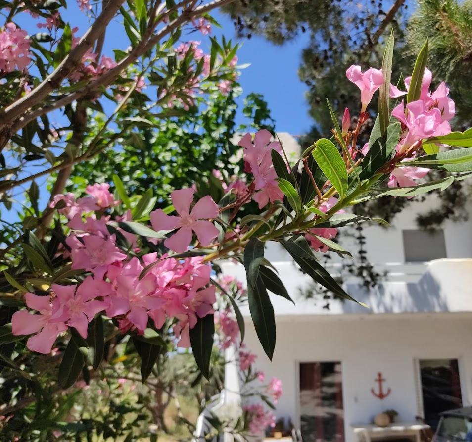 Eva's Place * Karystos (Evia)